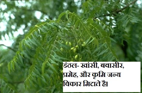 Neem नीम का तेल क्या काम आता है